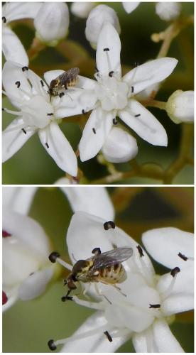 Empidideicus hungaricus